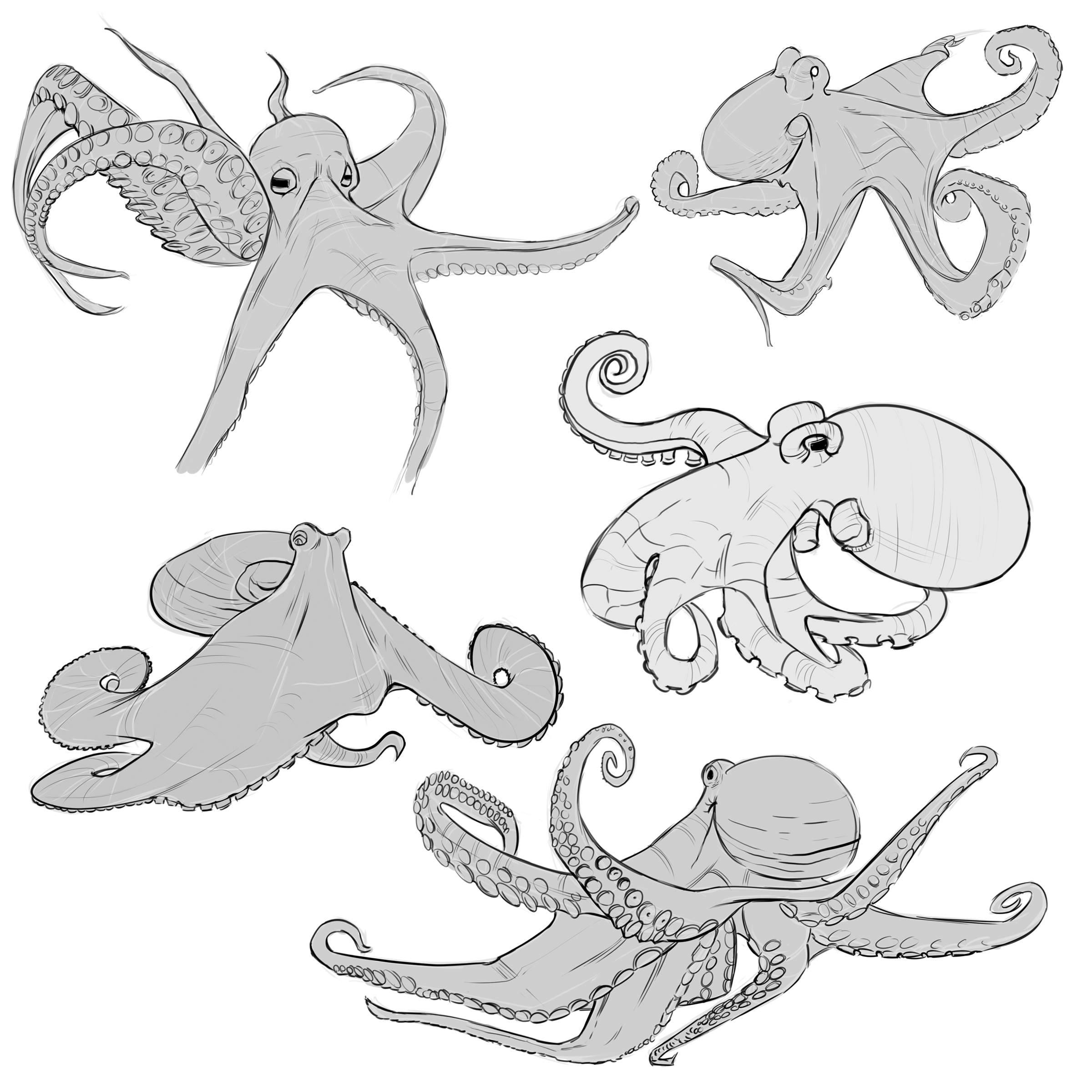 octopi1